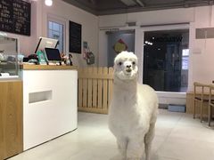 -Heymao猫咖.咖啡厅(东门店)