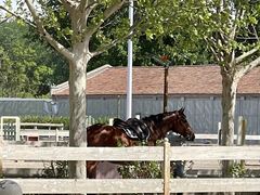 -北京群众马术培训基地