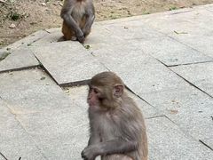 -成都动物园