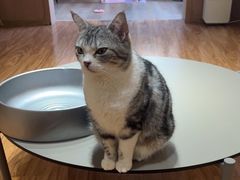 -MOCHA明星猫咖(田子坊店)