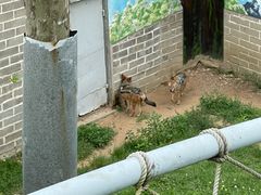-西霞口神雕山野生动物世界