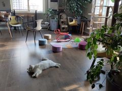 -东方名猫馆·英短金渐层布偶猫舍(环线广场1号楼店)