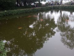 -西湖外事游船(花港观鱼码头)