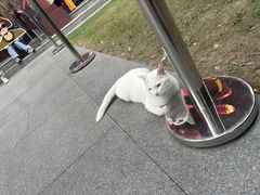 -龙华素斋(龙华路店)