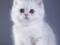 -关爱宠物医院·猫科中心·消化科(滨湖万达分院)