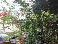 -三圣花乡旅游区