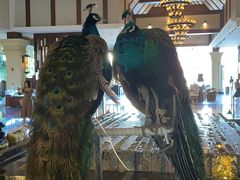 -西双版纳融创皇冠假日度假酒店