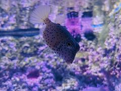 -新加坡海洋生态馆