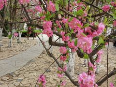 -桃花堤公园
