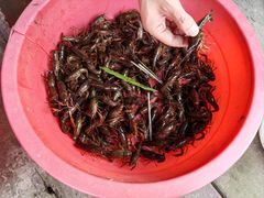 -同銮特种养殖场·龙虾垂钓