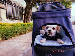 -彩虹桥宠物火化殡葬善终服务(金乐大厦店)