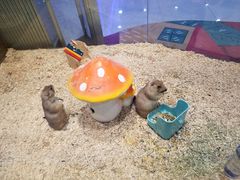 -龟与熊猫宠物公园(南坪店)