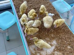 -怪兽屋·羊驼·猫咖·狗咖(俊华广场店)