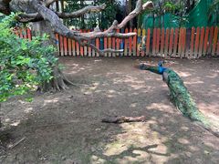 -广州长隆飞鸟乐园