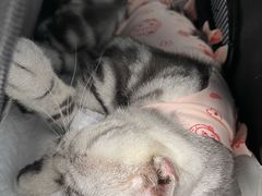 -纳吉亚猫专科动物诊疗中心(蒋宅口分院)