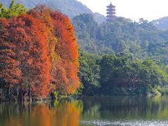 -深圳仙湖植物园