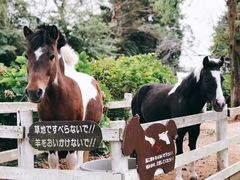 -神户市立六甲山牧场