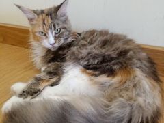 -猫にゃん · 猫的隐藏屋猫咖(麦地旗舰店)