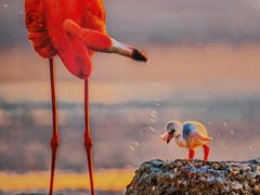 -罗红摄影艺术馆