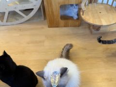 -有喵·猫咖·狗咖·30几只猫10只小狗(岗厦店)