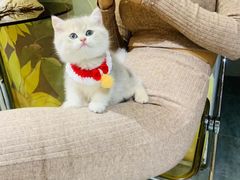 -欣宠猫屋·矮脚拿破仑·蓝金金渐层