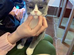 -李小姐の猫咖啡馆(五角场店)