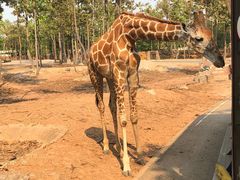 -清迈夜间动物园