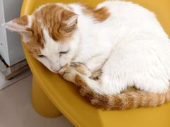-平行世界·猫咖(首经贸店)