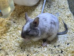 -酷以爬仙阁实体爬宠店·守宫·蜥蜴·专业繁育