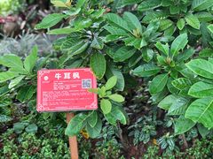 -广西壮族自治区药用植物园