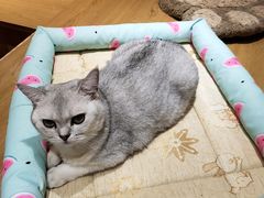 -滚猫咖啡·猫咖·猫友好撸猫(未来城店)