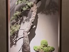 -觀芷隐轩