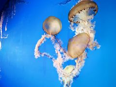 -太平洋海底世界