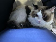 -关爱动物医院·心脏·中兽医·异宠(金牛路分院)