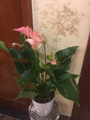 -YESIDO椰岛美容