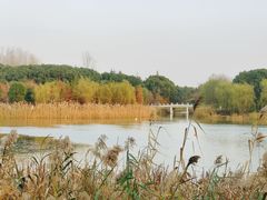 -昆山城市生态森林公园