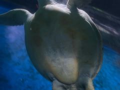 -大连圣亚海洋世界