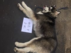 -老宅原住民沙茶面精品小吃(龙头路店)