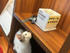 -猫色咖啡·猫咖