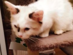 猫色咖啡-猫色咖啡·猫咖