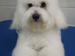 -佳雯宠物医院(金华南路分院)