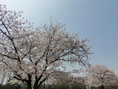 -高东镇樱花园