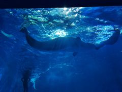 -多彩贵州城极地海洋世界