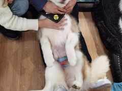 -Husky Go! 哈士奇体验馆·宠物咖啡厅狗咖