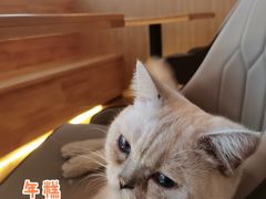 -猫腻·猫咖·撸猫馆(星光大道店)