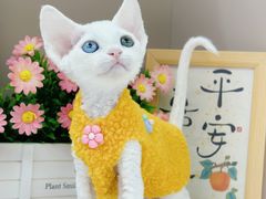 -小猫来了·猫舍(红山六九七九店)