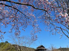 -杭州植物园