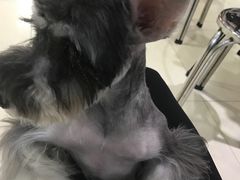 -瑞派动物医院·猫专科·至诚(江南中分院)