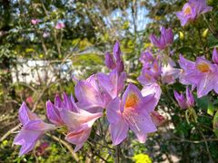 -梧桐山风景名胜区