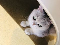 -藏猫猫咖啡主题馆(中央大道店)